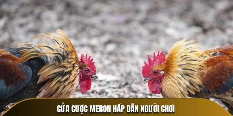 Cửa cược tại WS168 đá gà 33Win
