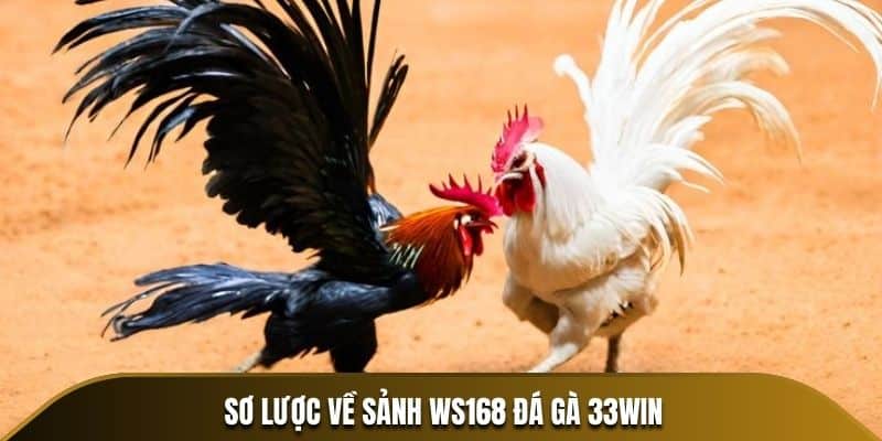 Sơ lược về WS168 đá gà 33Win