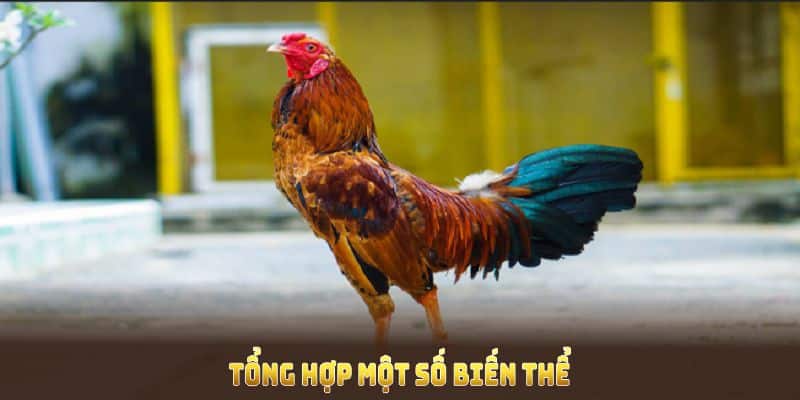 Biến thể vảy gà huyền trâm 33win