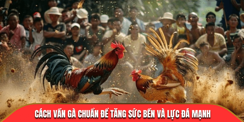 Hướng dẫn cách nuôi gà đá chân mạnh 33win