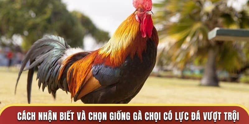 Nhận biết gà đá chân mạnh 33win