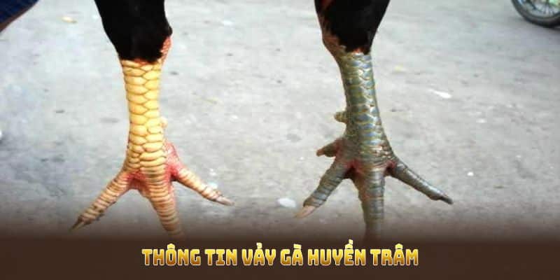 Thông tin về vảy gà Huyền Trâm 33WIN