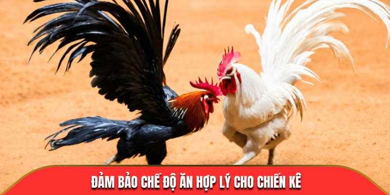 Thực đơn cách nuôi gà đá chân mạnh 33win